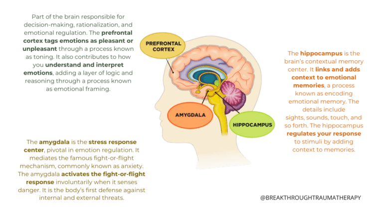 How Trauma Affects The Brain Understanding The Science Behind Ptsd